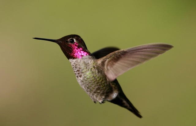 Annas hummingbird