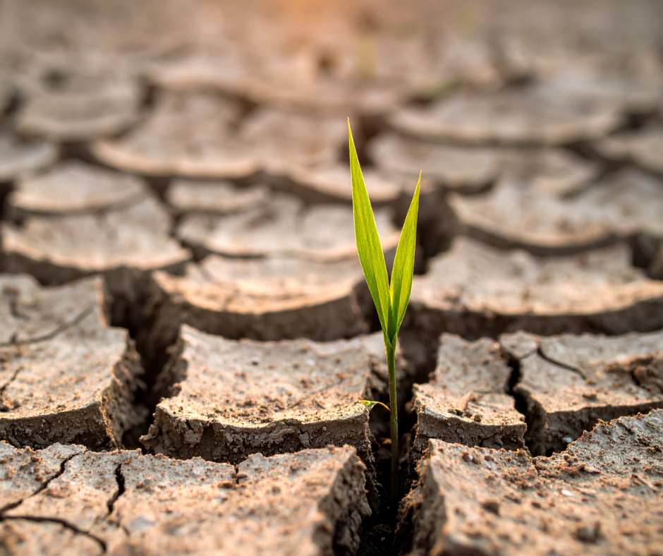 Picture of a seed sprouting on a dry desert