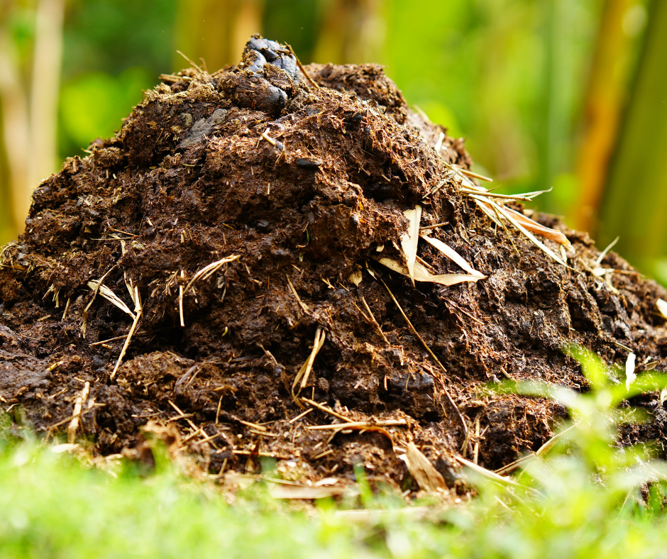 Picture of a pile of manure